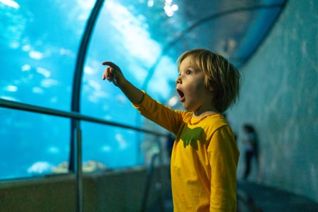 child pointing at a fish