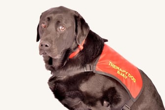 therapy-dog-for-autism